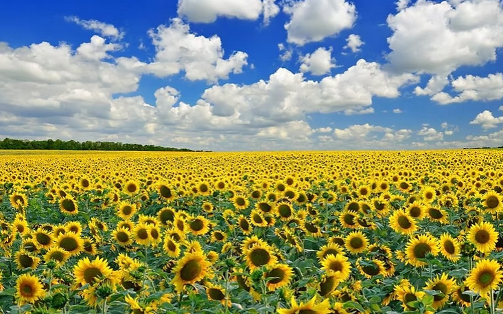 A field of Ukrainian sunflowers